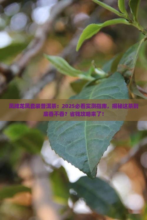 凤牌龙凤套装普洱茶