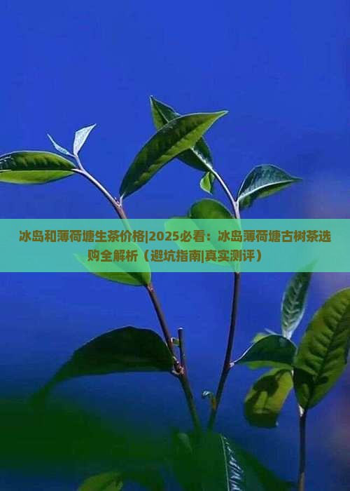 冰岛和薄荷塘生茶价格