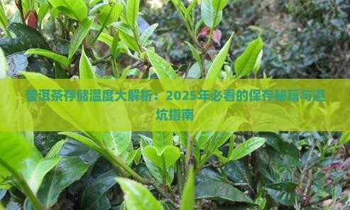 普洱茶怕温度低吗
