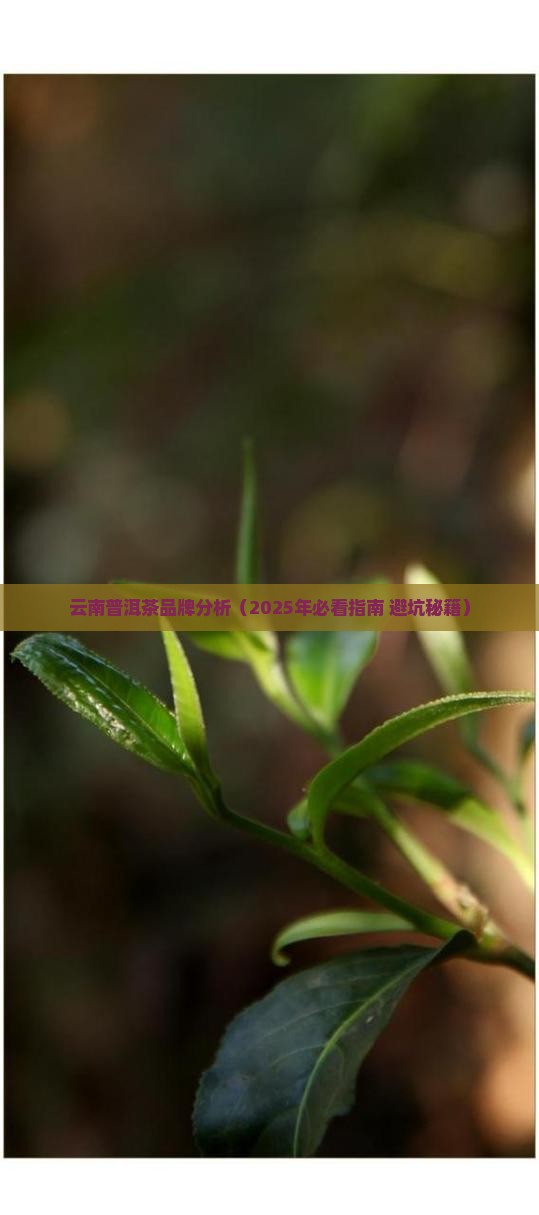 云南普洱茶品牌分析