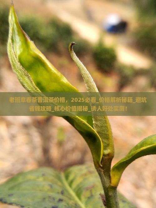 老班章春茶普洱茶价格