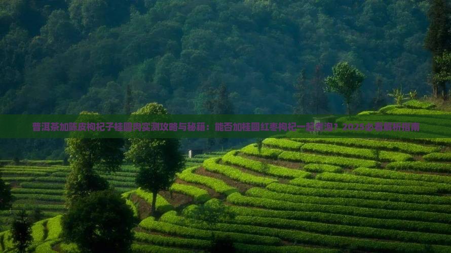 普洱茶加陈皮枸杞子桂圆肉