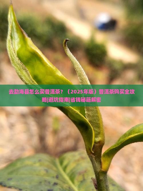 去勐海县怎么买普洱茶