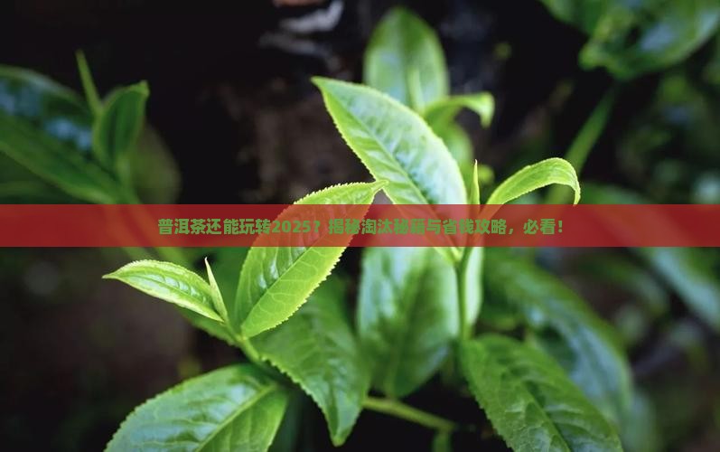 普洱茶可以淘汰吗