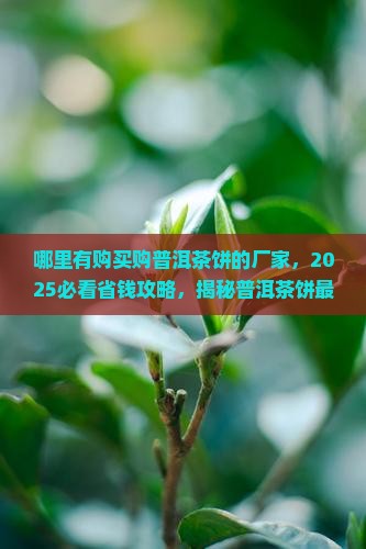 哪里有购买购普洱茶饼的厂家