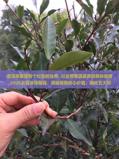 普洱茶里面有个红色的丝带