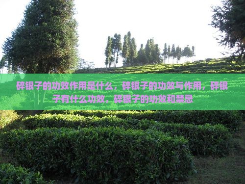 碎银子的功效作用是什么