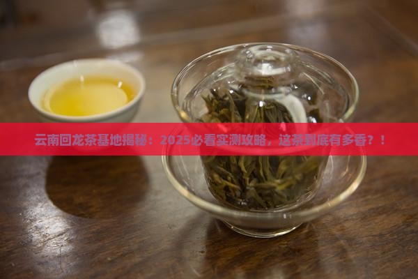 云南回龙茶基地