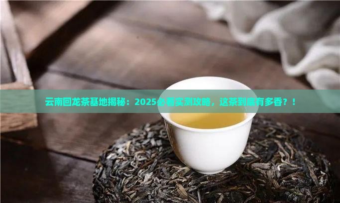 云南回龙茶基地