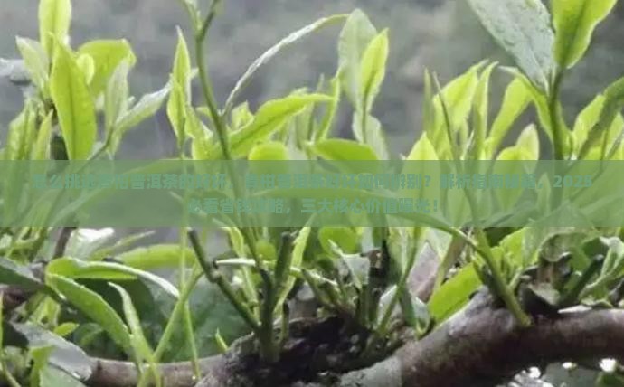 怎么挑选青柑普洱茶的好坏
