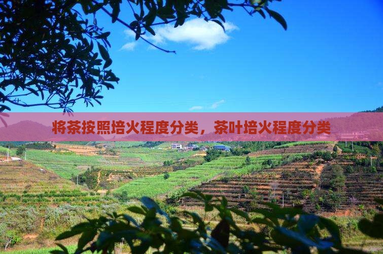 将茶按照培火程度分类