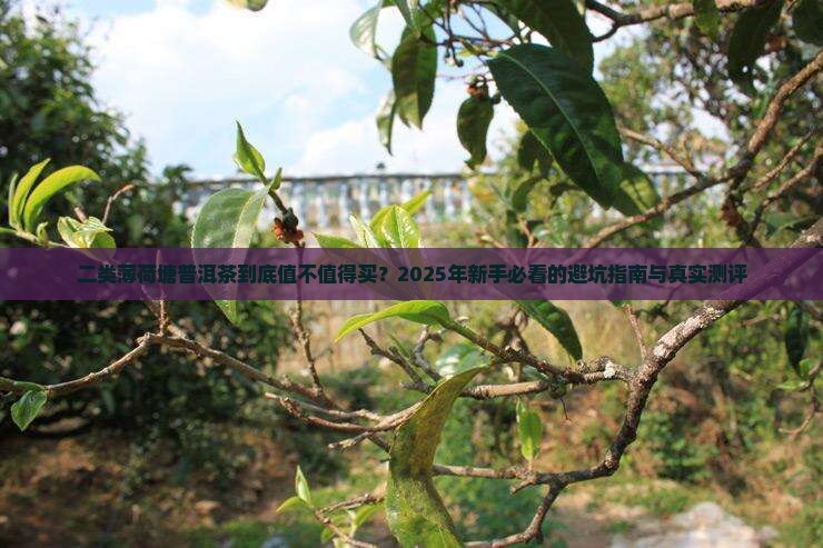 二类薄荷塘普洱茶级别
