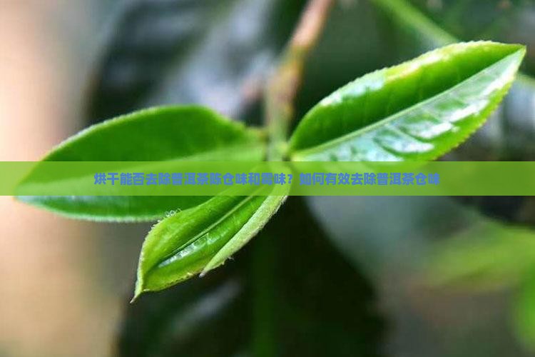 烘干能否去除普洱茶陈仓味