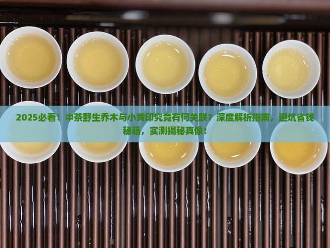 中茶野生乔木是小黄印嘛