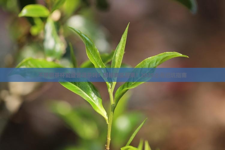不锈钢茶杯能盛普洱茶吗