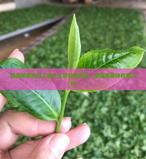 普洱茶香味对人有什么好处