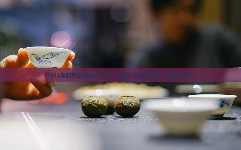 3200年的茶王树在哪里