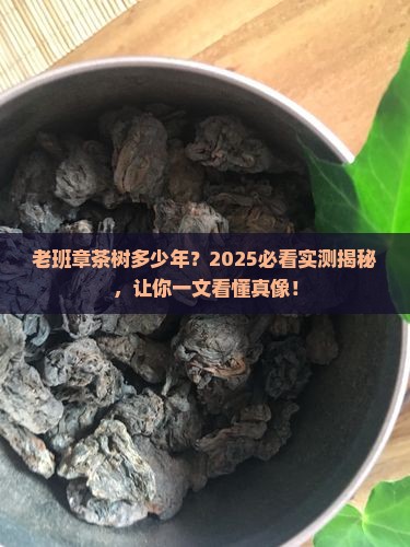 老班章茶树多少年