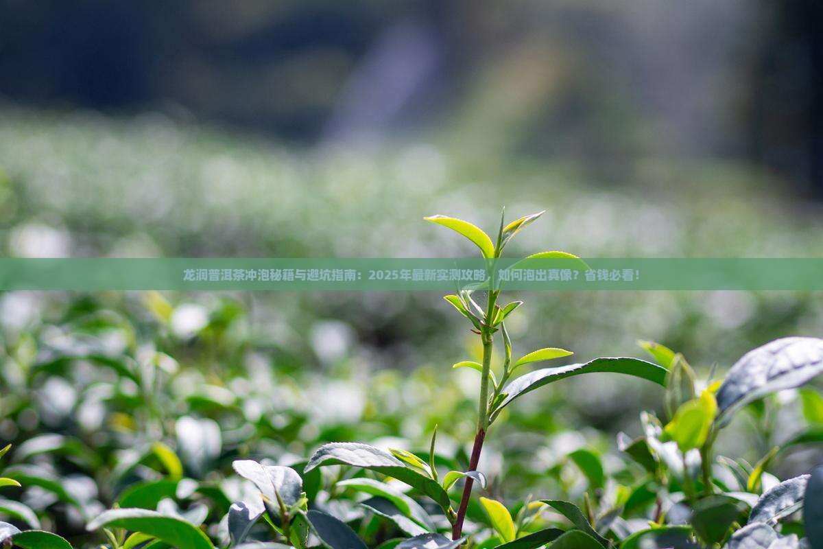 龙润普洱茶怎么冲泡比较好