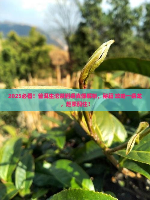 普洱生沱茶怎么翘一根一根的