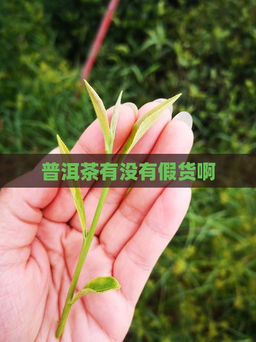 普洱茶有没有假货啊