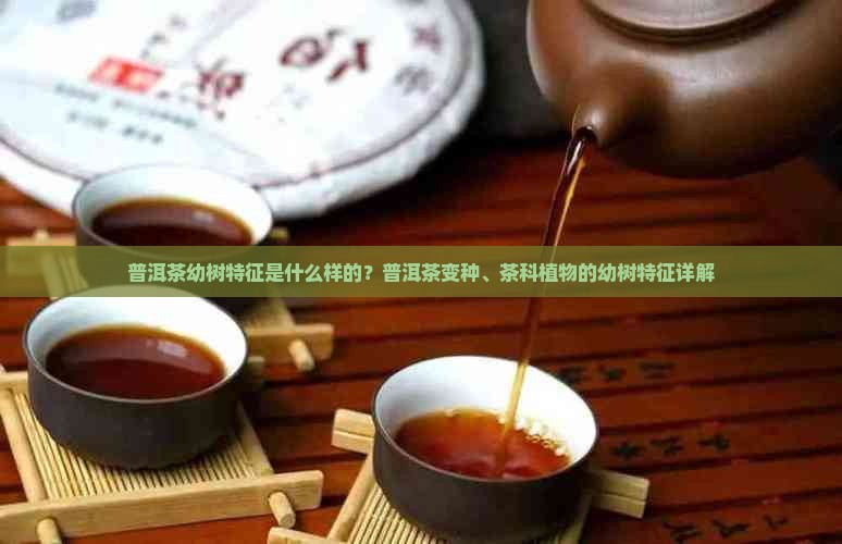普洱茶幼树特征是什么样的