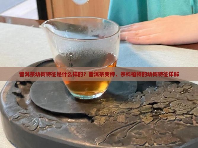 普洱茶幼树特征是什么样的