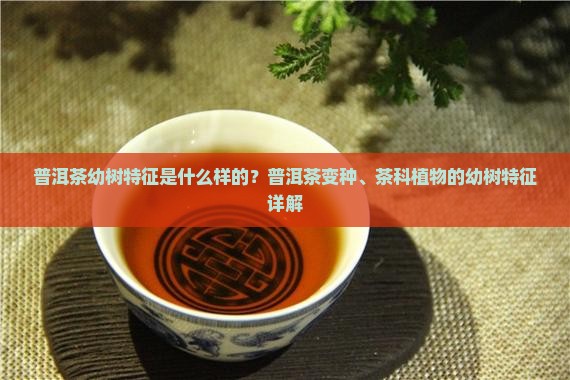 普洱茶幼树特征是什么样的