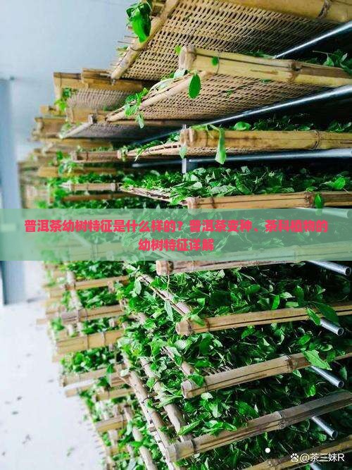 普洱茶幼树特征是什么样的