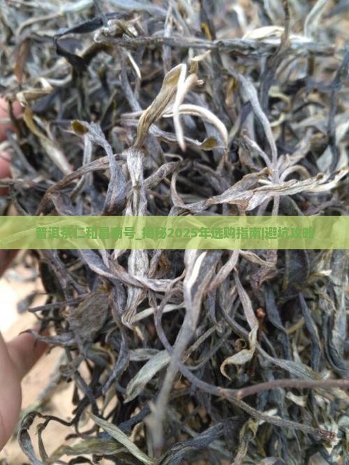 普洱茶仁和昌商号