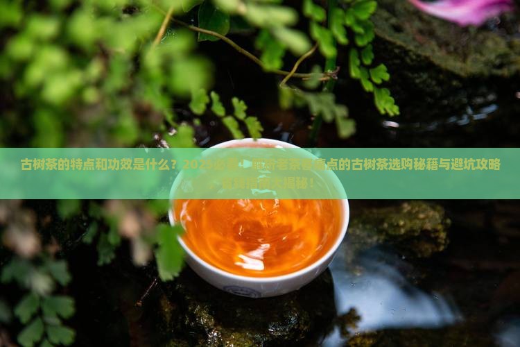古树茶的特点和功效是什么生