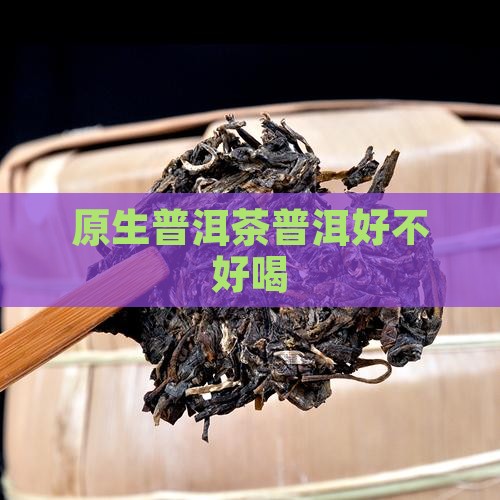 原生树普洱茶好不好喝