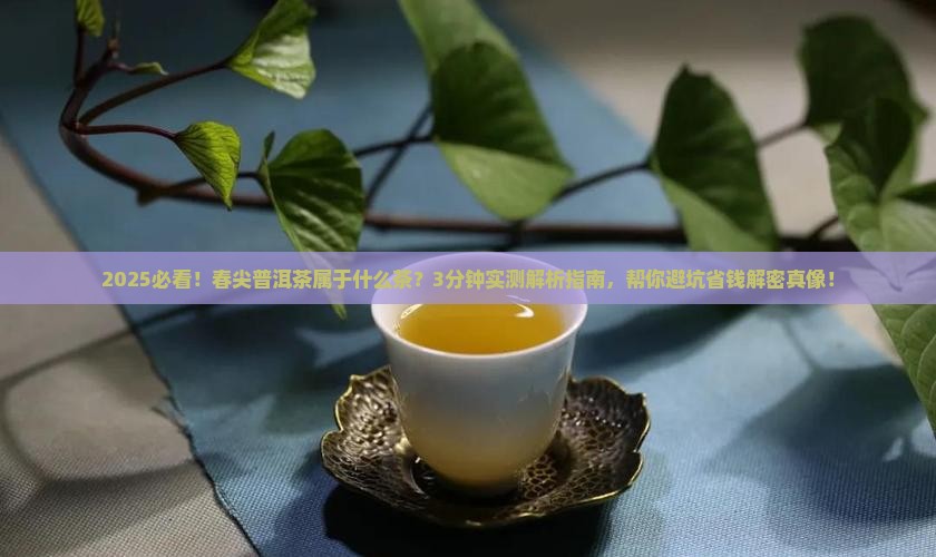 春尖普洱茶属于什么茶