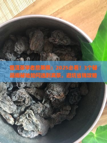 普洱茶学者詹英佩