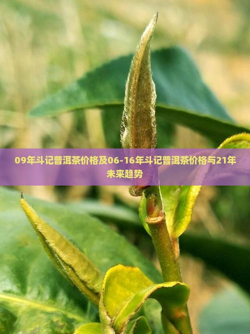 09年斗记普洱茶价格