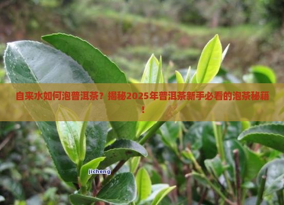 自来水如何泡普洱茶