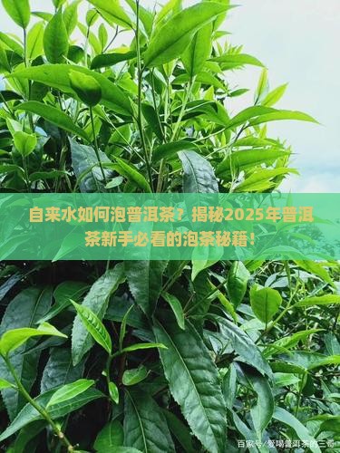 自来水如何泡普洱茶