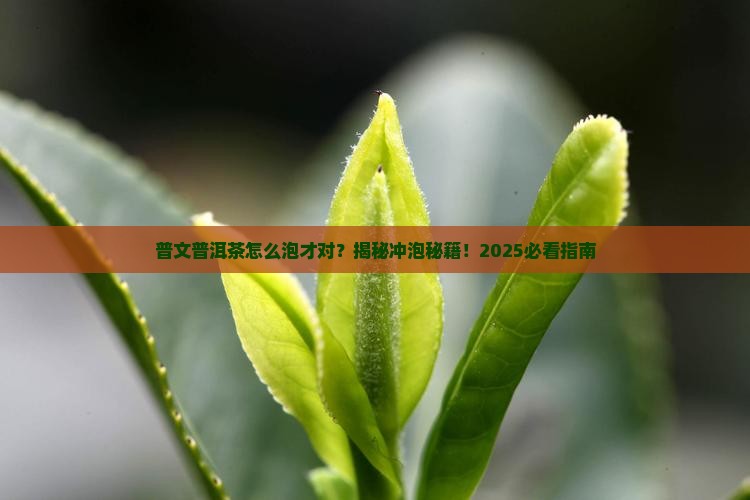 普文普洱茶冲泡