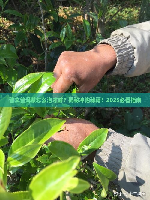 普文普洱茶冲泡