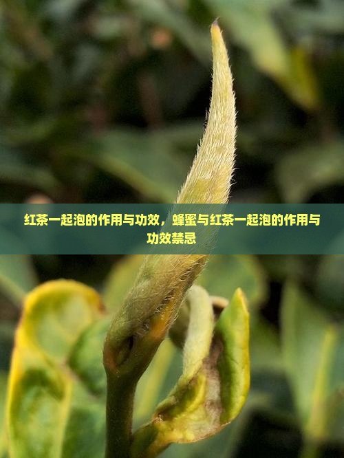 红茶一起泡的作用与功效