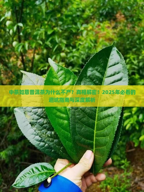 中茶如意普洱茶为什么不产