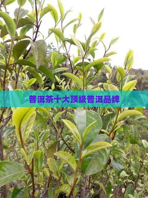 中茶十大顶级普洱茶品牌