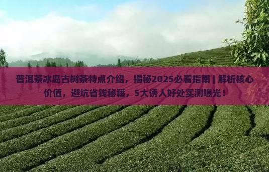 普洱茶冰岛古树茶特点介绍