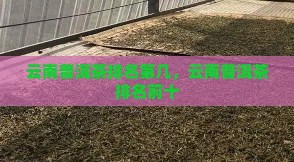 云南普洱茶排名第几