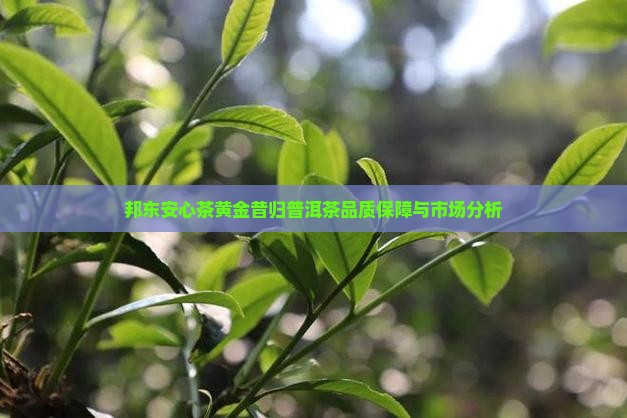 邦东安心茶黄金昔归