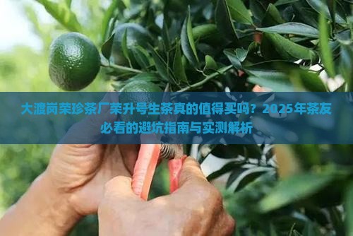 大渡岗荣珍茶厂荣升号生茶