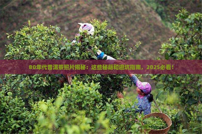 80年代普洱茶照片