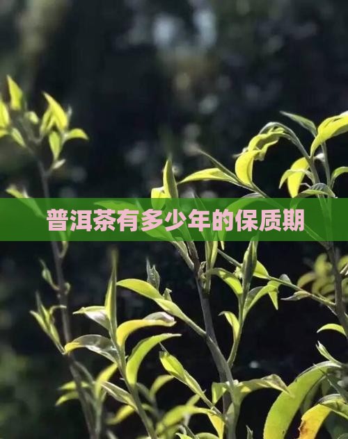 普洱茶有多少年的保质期