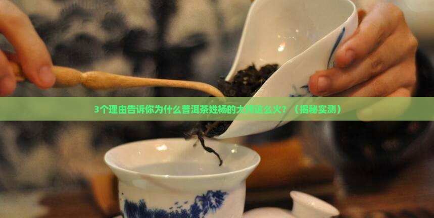 普洱茶姓杨的大师是谁啊