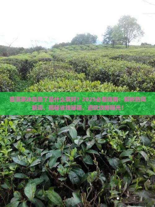 普洱茶冰岛熟了是什么茶好